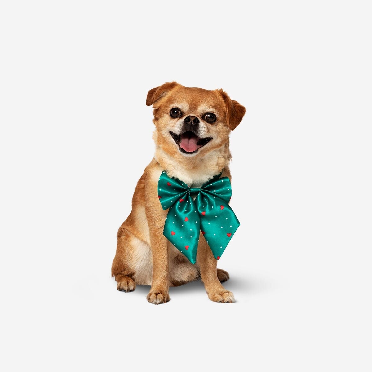 Gifts for pet parents