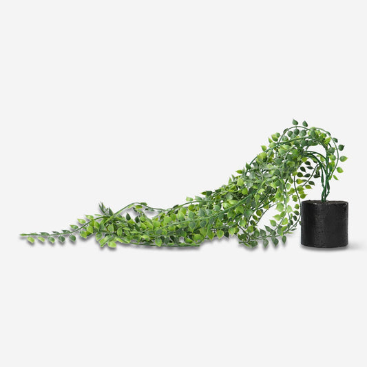 Dekorativ hængende plante