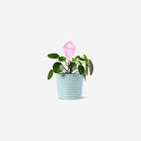 Pink cactus watering spike