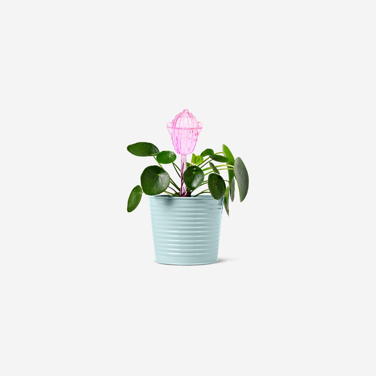 Pink cactus watering spike