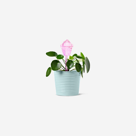 Pink cactus watering spike