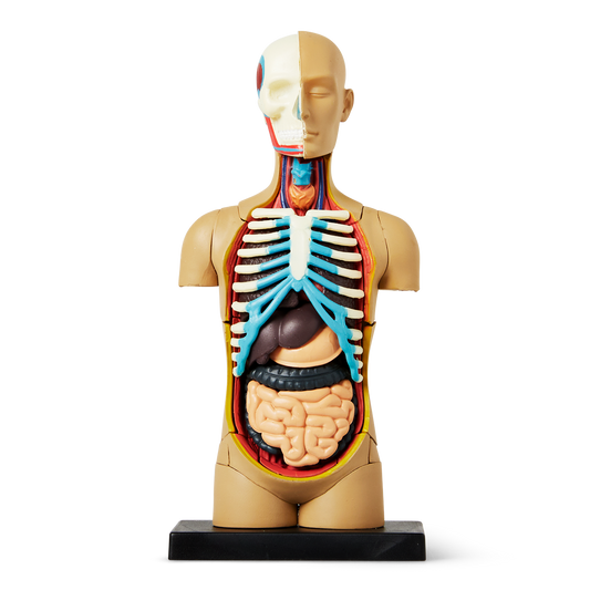 Anatomisk 3D-model. Torso