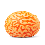 Brain