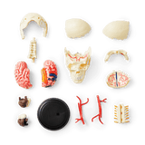 3D anatomic model. Skull - DEV - Flying Tiger Copenhagen