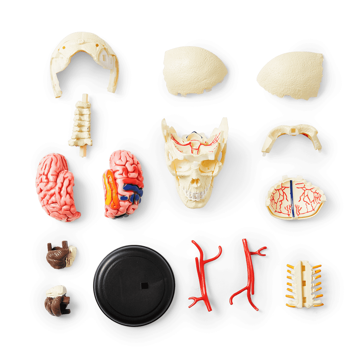 3D anatomic model. Skull - DEV - Flying Tiger Copenhagen