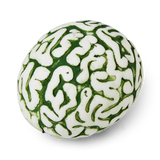Dinosaur brain