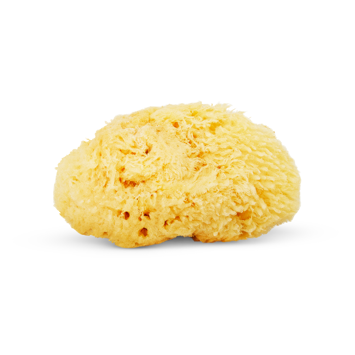 Natural sponge