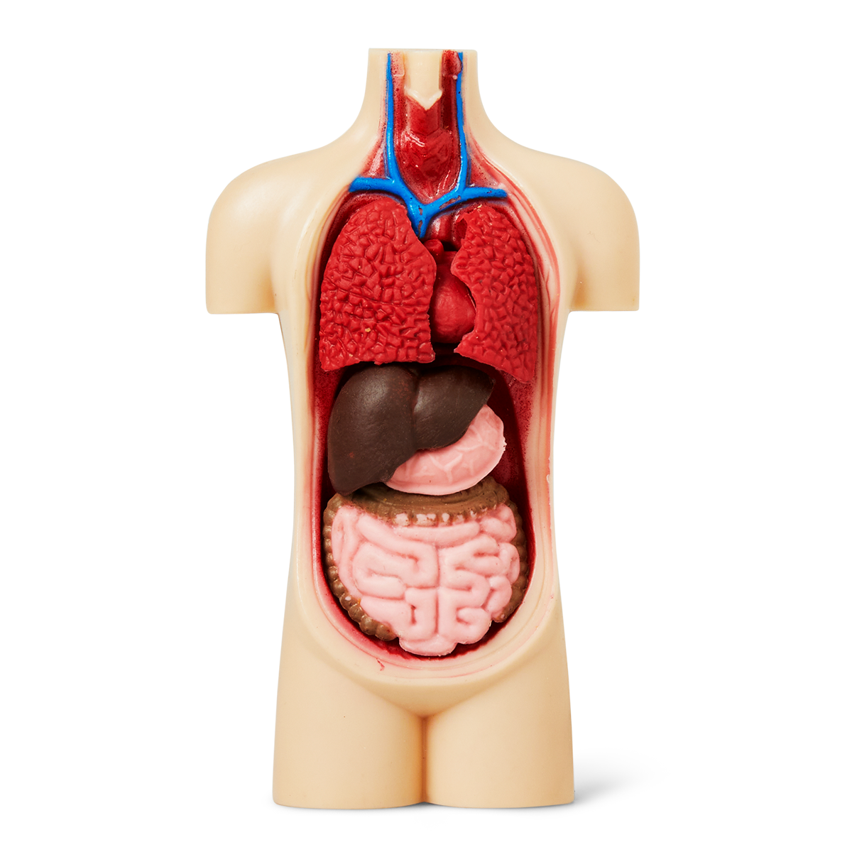 Byg-din-egen-torso