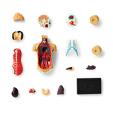 3D anatomic model. Torso - DEV - Flying Tiger Copenhagen