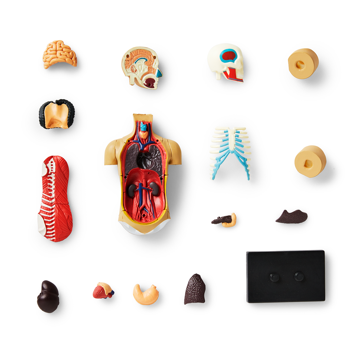 3D anatomic model. Torso - DEV - Flying Tiger Copenhagen