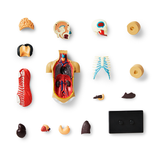 Anatomisk 3D-model. Torso