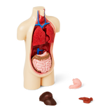 Byg-din-egen-torso