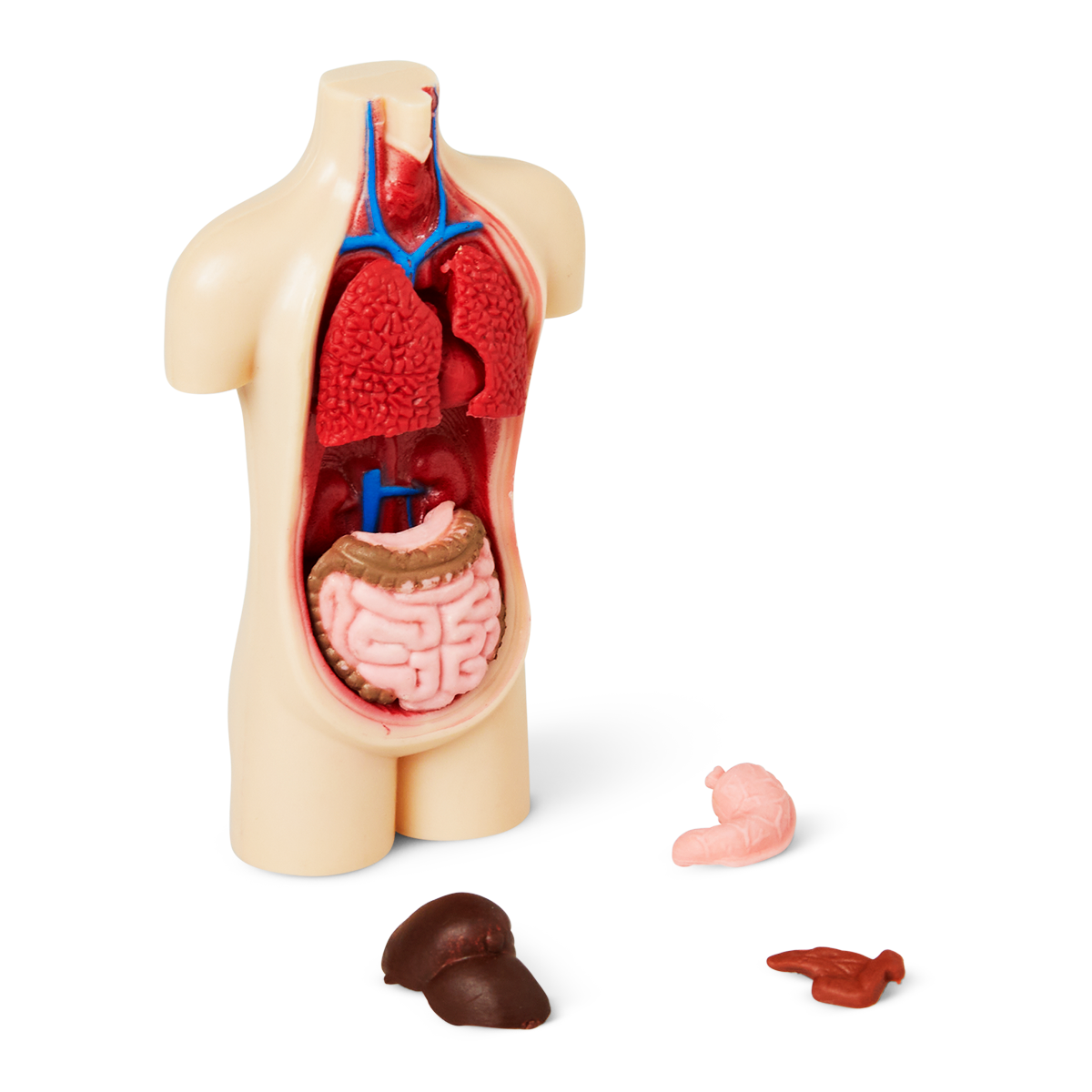 Byg-din-egen-torso