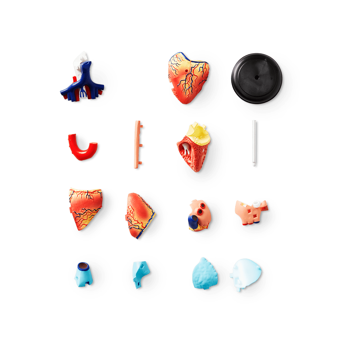 3D anatomic model. Heart - DEV - Flying Tiger Copenhagen