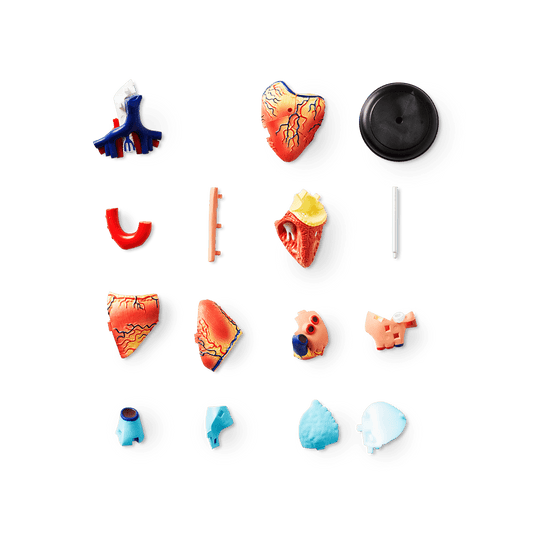 3D anatomic model. Heart test