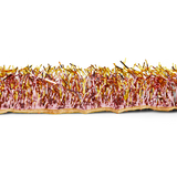 Garland